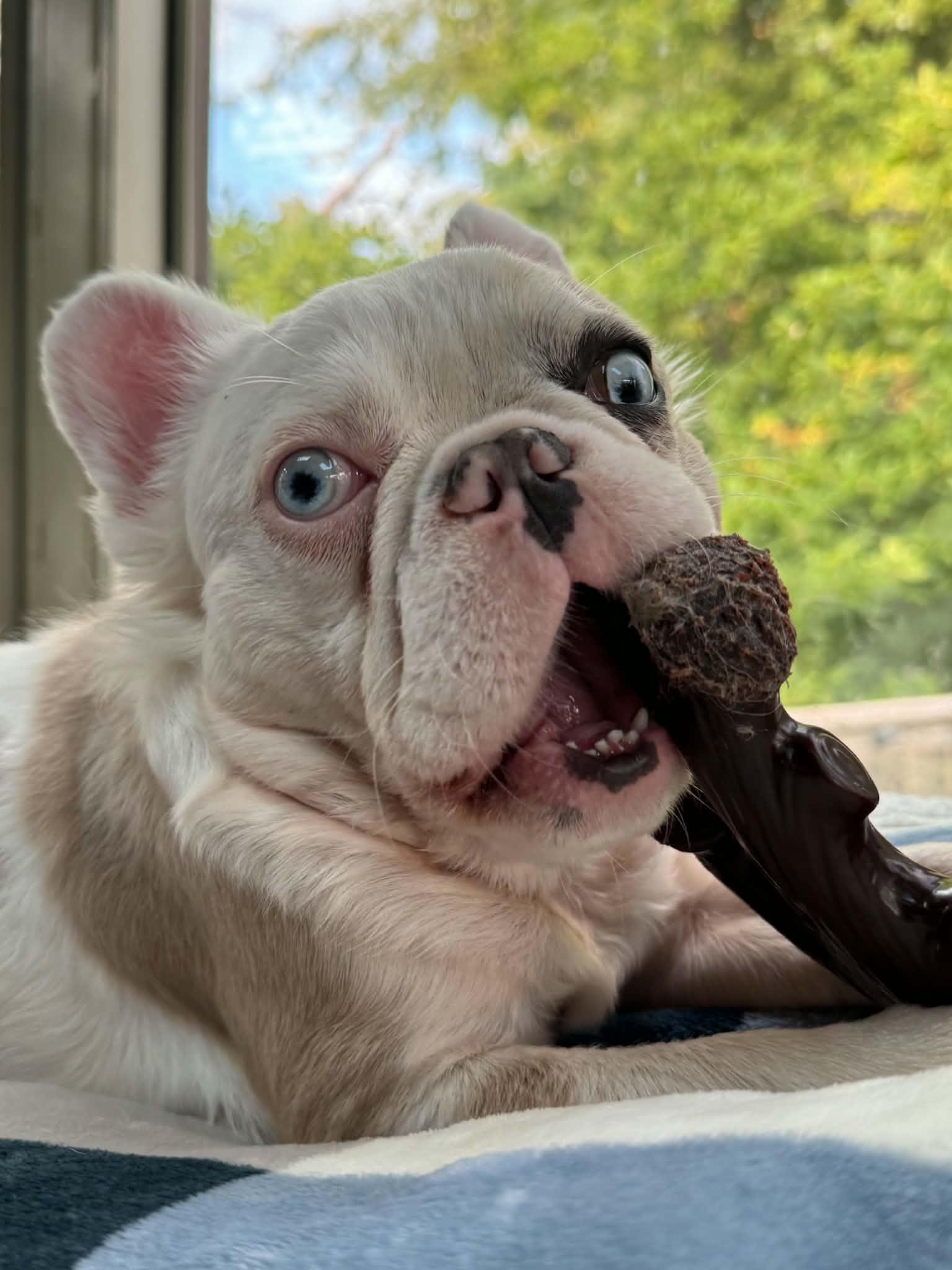Enlarge Dottie, a Adoptable French Bulldog in Cedar Rapids, IA image 3/5