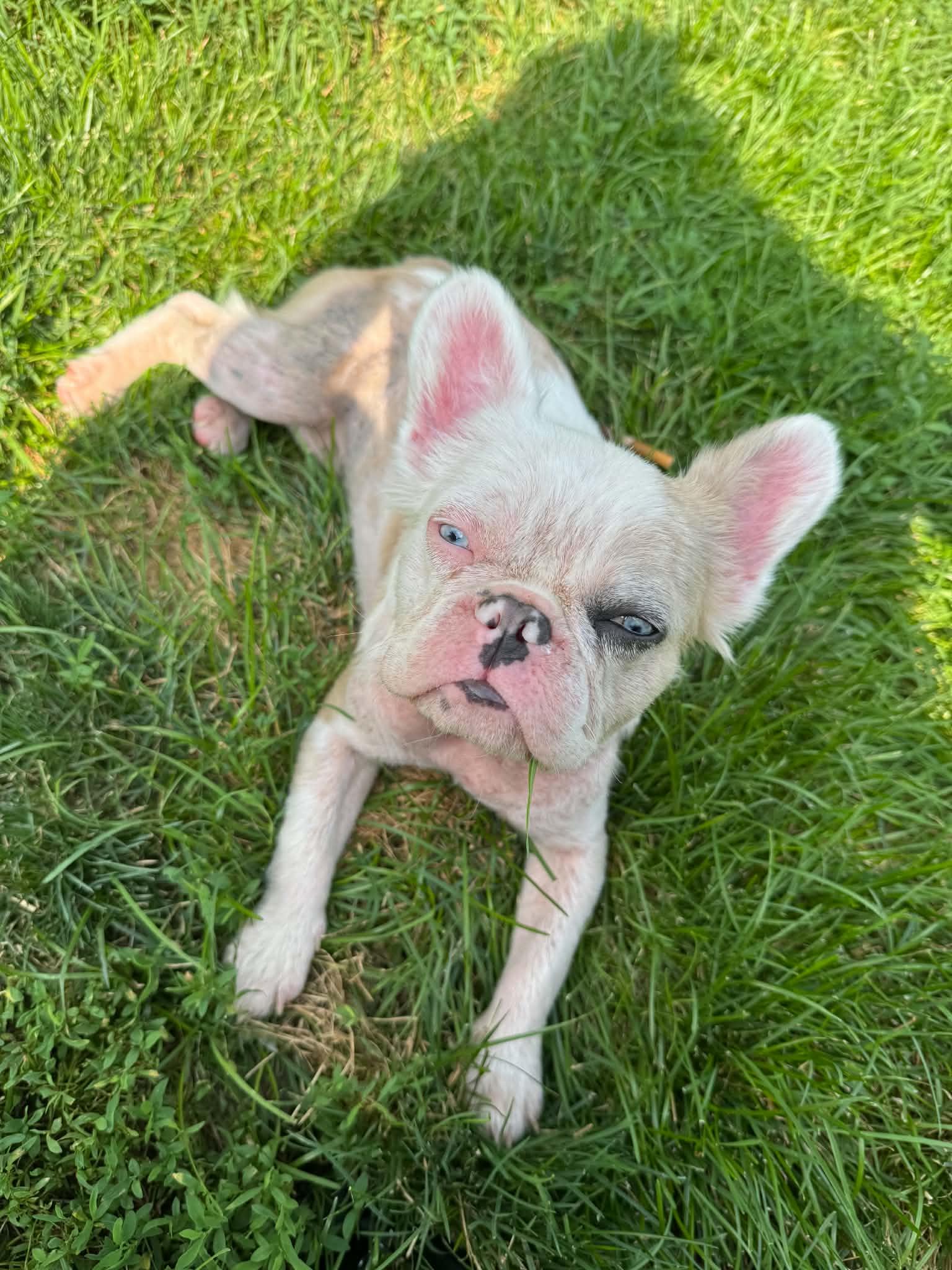 Enlarge Dottie, a Adoptable French Bulldog in Cedar Rapids, IA image 1/5