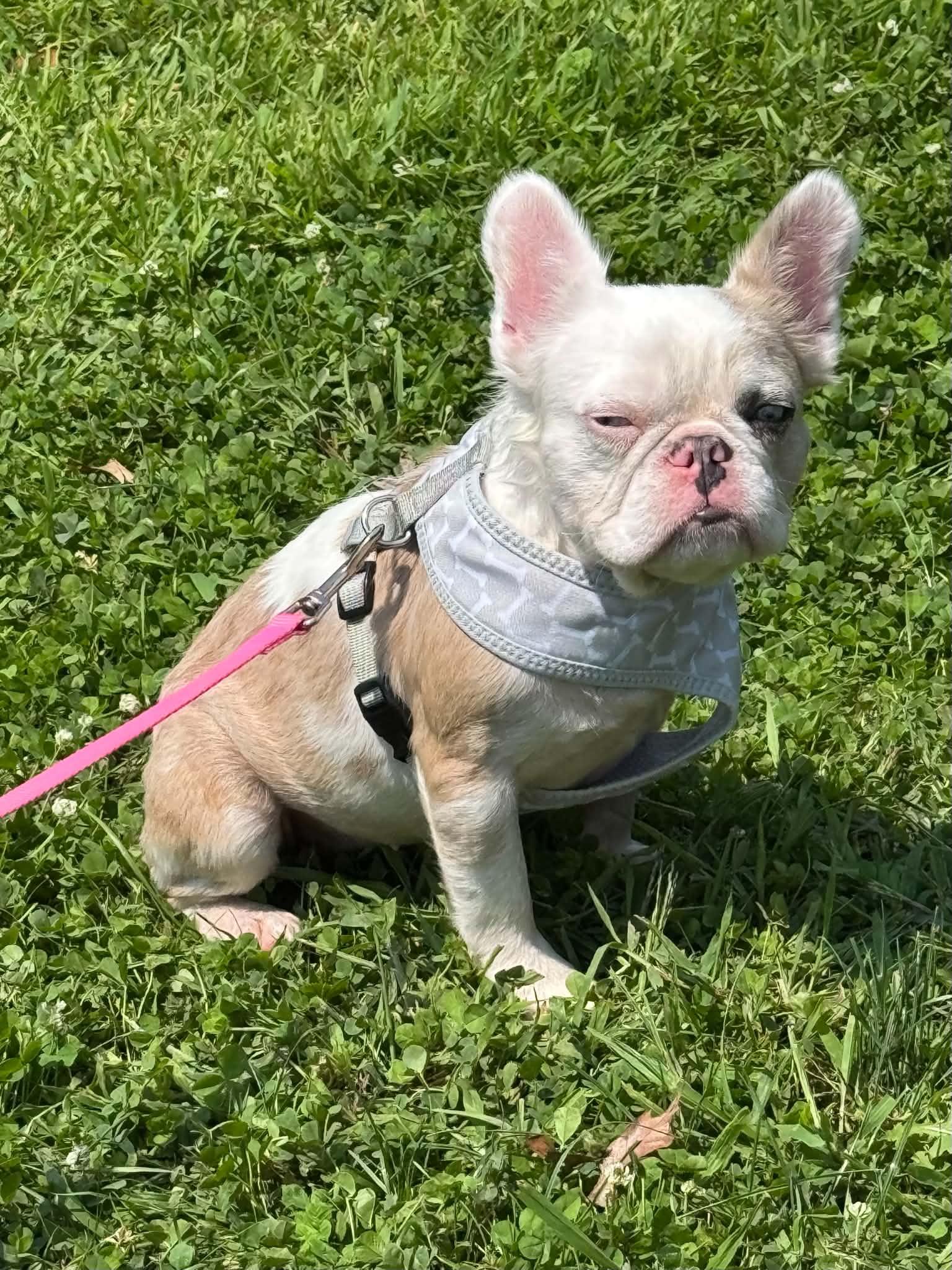 Enlarge Dottie, a Adoptable French Bulldog in Cedar Rapids, IA image 4/5