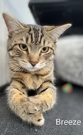 Enlarge Breeze, a Adoptable Domestic Short Hair in St Catharines, ON image 1/3