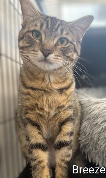 Enlarge Breeze, a Adoptable Domestic Short Hair in St Catharines, ON image 2/3