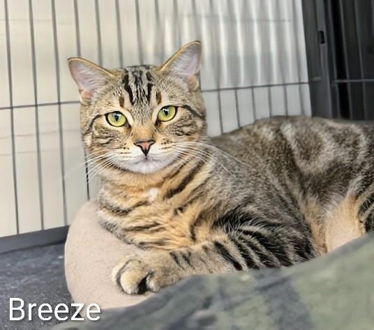 Enlarge Breeze, a Adoptable Domestic Short Hair in St Catharines, ON image 3/3
