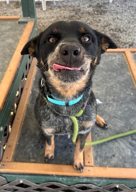 Enlarge ZENA, a Adoptable mixed breed in Lincolnton, NC image 1/1