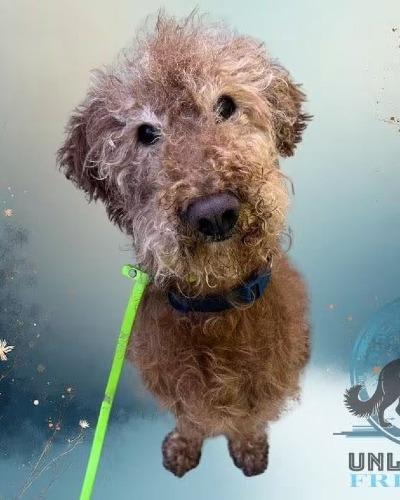 Ben, Adoptable, Adult Male Standard Poodle & Golden Retriever.