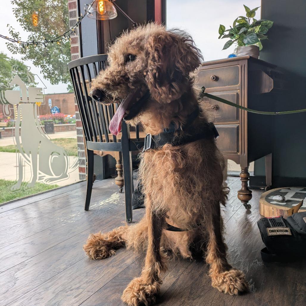 Enlarge Ben, a Adoptable mixed breed in Attica, MI image 2/4