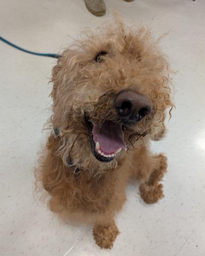 Enlarge Ben, a Adoptable mixed breed in Attica, MI image 3/4