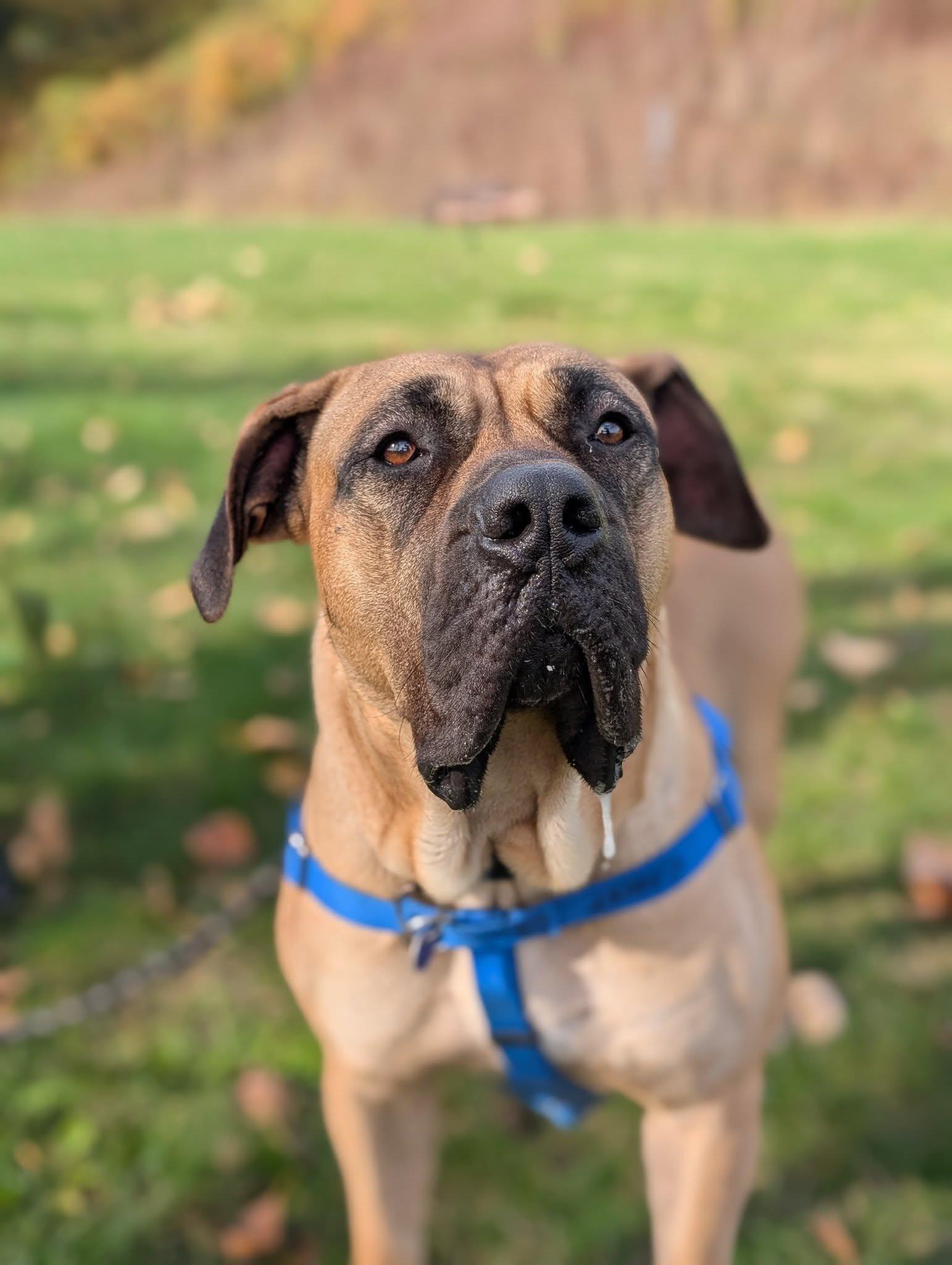Novella, an adoptable Presa Canario in Bellingham, WA, 98226 | Photo Image 5