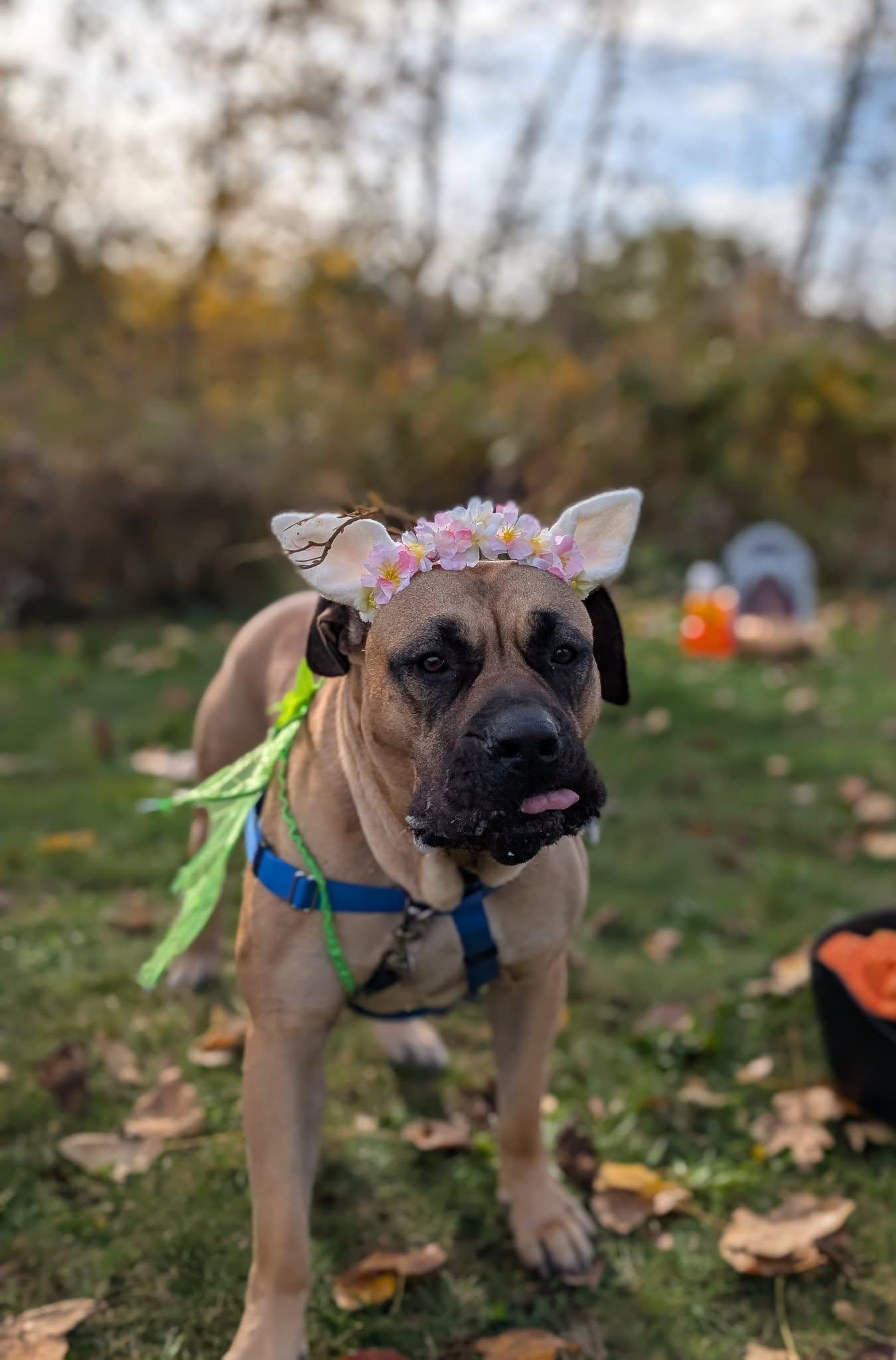 Novella, an adoptable Presa Canario in Bellingham, WA, 98226 | Photo Image 6