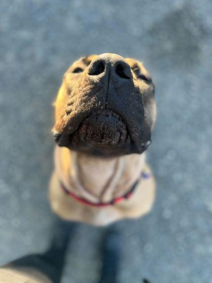Novella, an adoptable Presa Canario in Bellingham, WA, 98226 | Photo Image 3