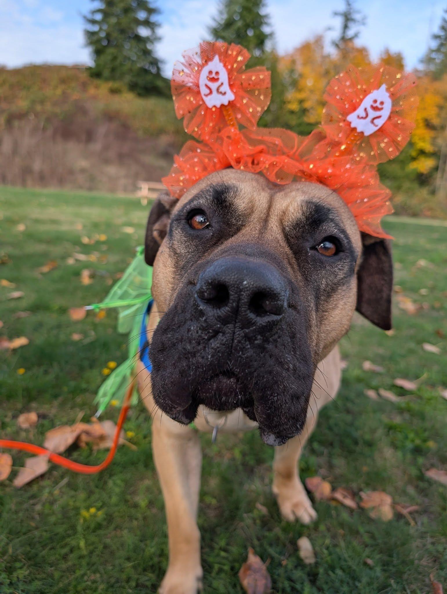 Novella, an adoptable Presa Canario in Bellingham, WA, 98226 | Photo Image 1