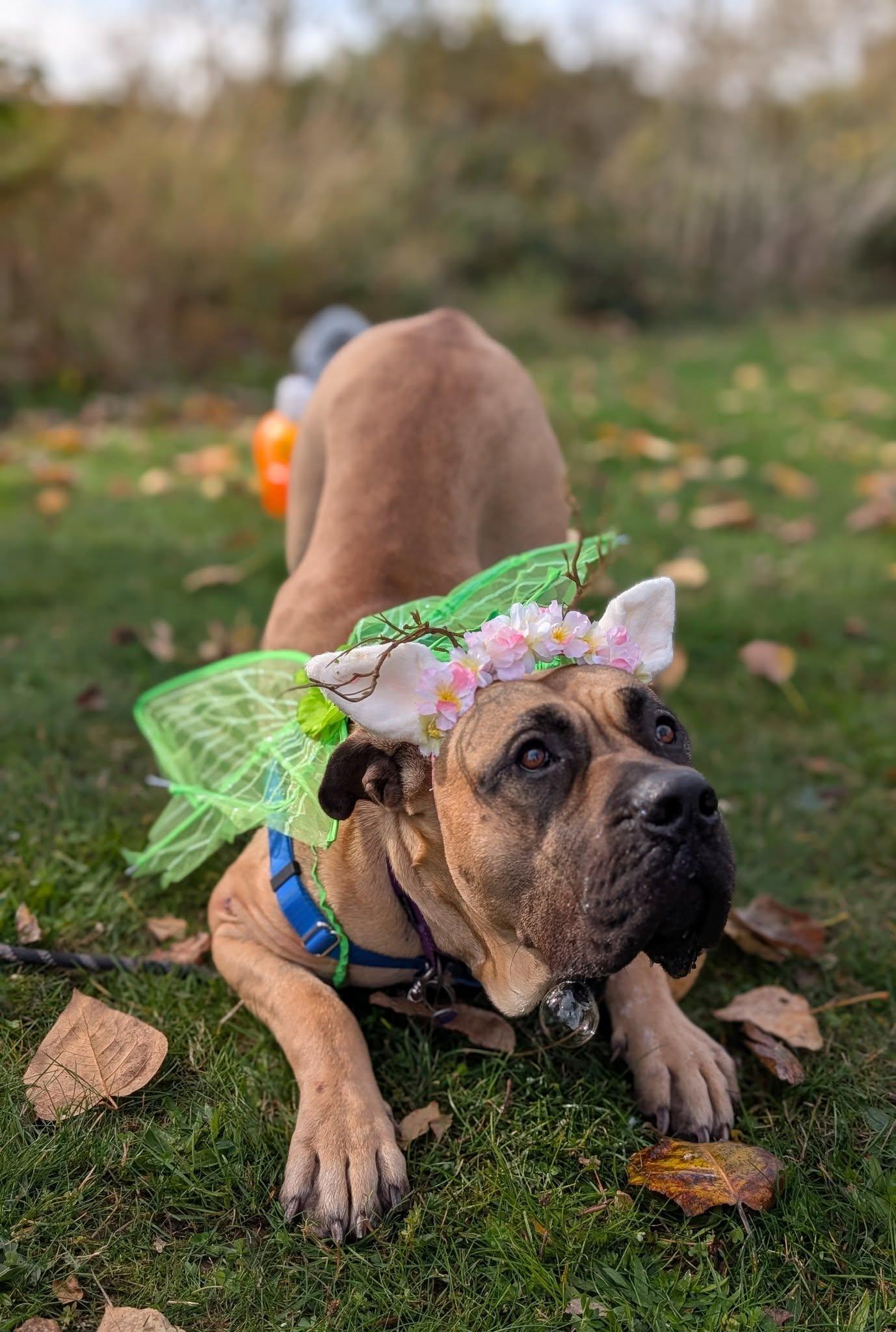 Novella, an adoptable Presa Canario in Bellingham, WA, 98226 | Photo Image 4