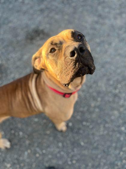 Novella, an adoptable Presa Canario in Bellingham, WA, 98226 | Photo Image 2