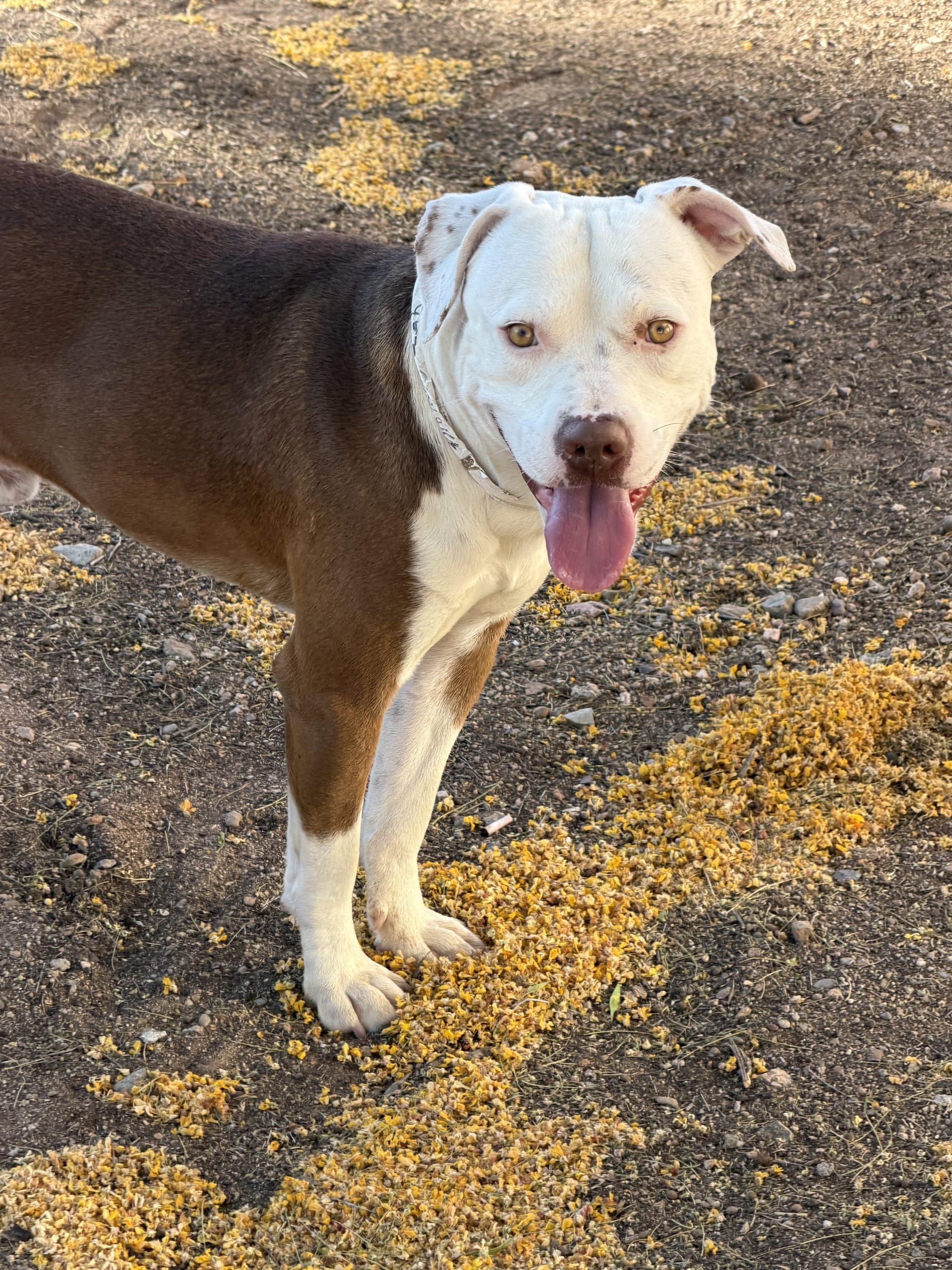 Enlarge Hobbit, a Adoptable Pit Bull Terrier in Glendale, AZ image 1/1