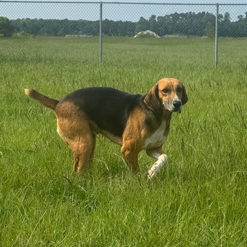 Enlarge Katie, a Adoptable Hound in Elizabeth City, NC image 1/2