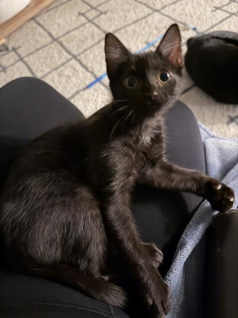 ARI, Adoptable, Kitten Female Domestic Short Hair.