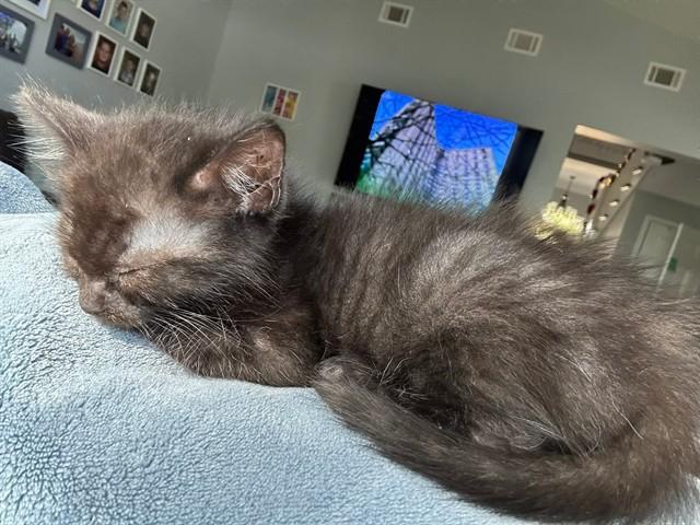 ARI, Adoptable, Kitten Female Domestic Short Hair.