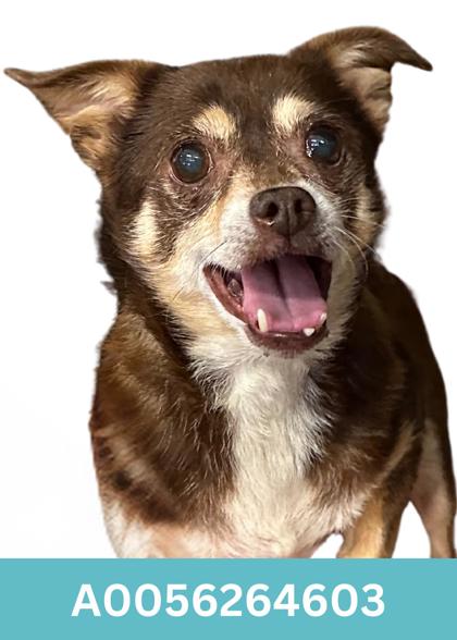 Hattie, an adopted Chihuahua in Red Bluff, CA_image-1