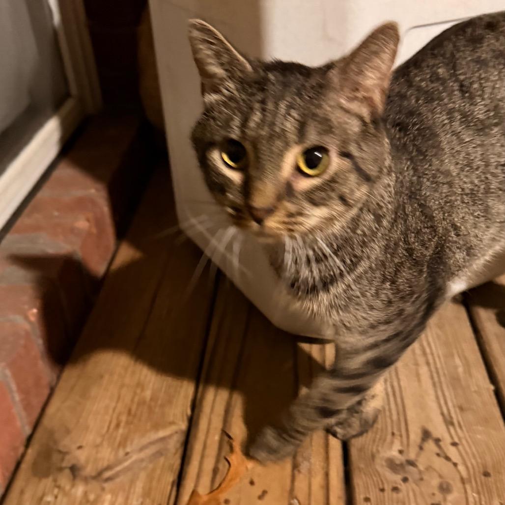 Enlarge Stripes, a Adoptable mixed breed in Tupelo, MS image 2/4