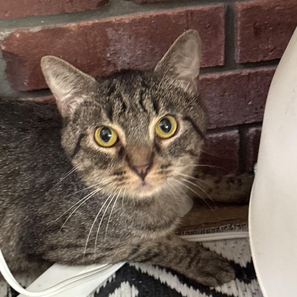 Stripes, Adoptable, Young Male Domestic Short Hair & Domestic Short Hair.