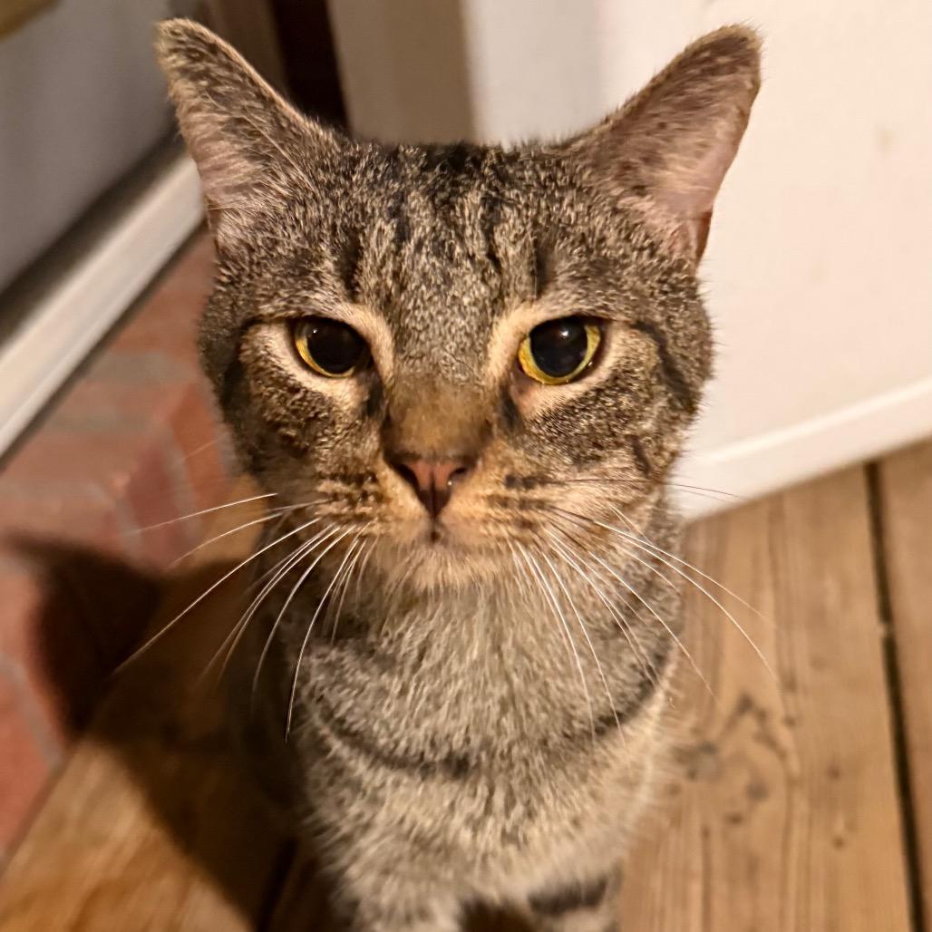 Enlarge Stripes, a Adoptable mixed breed in Tupelo, MS image 4/4