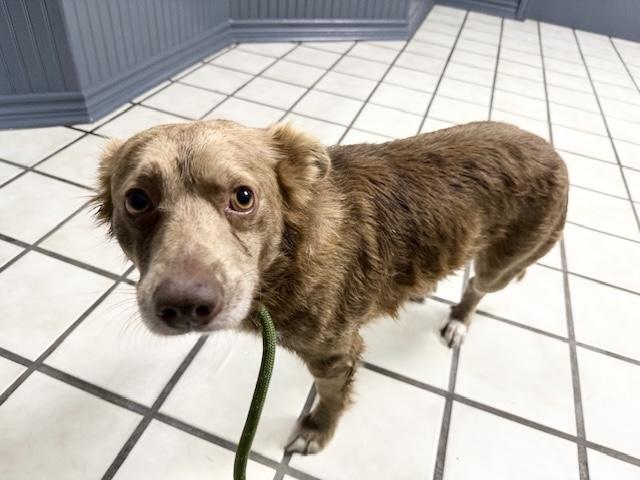 Enlarge Max and Stubby, a ADOPTABLE Australian Shepherd in West Hartford , CT image 3/5