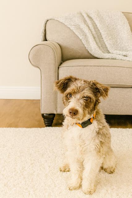 Enlarge Max and Stubby, a ADOPTABLE Australian Shepherd in West Hartford , CT image 4/5