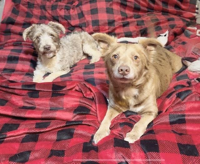 Max and Stubby, ADOPTABLE, Young Male Australian Shepherd.