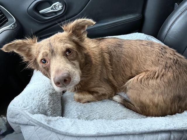 Enlarge Max and Stubby, a ADOPTABLE Australian Shepherd in West Hartford , CT image 5/5