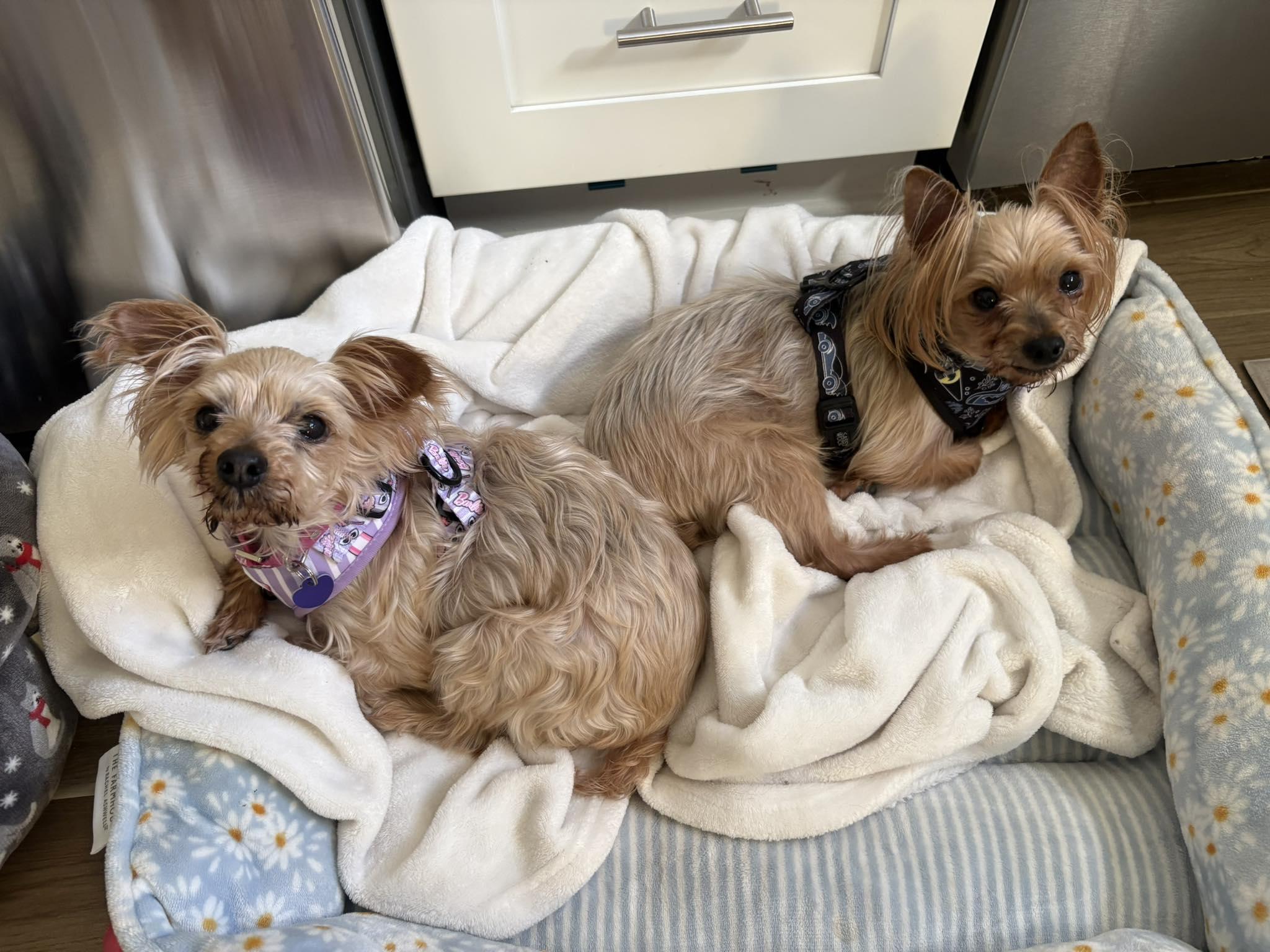 Enlarge Queen (Bonded with King), a Adoptable Yorkshire Terrier in Rockville, MD image 6/6