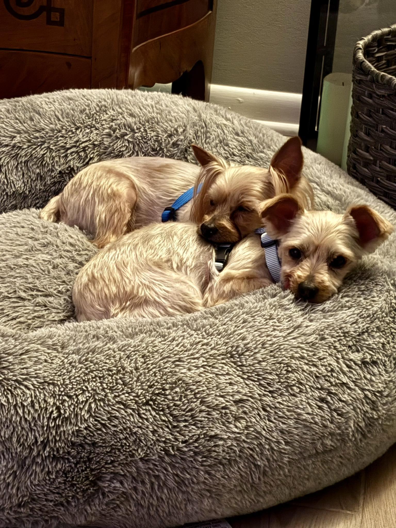 Enlarge Queen (Bonded with King), a Adoptable Yorkshire Terrier in Rockville, MD image 2/6