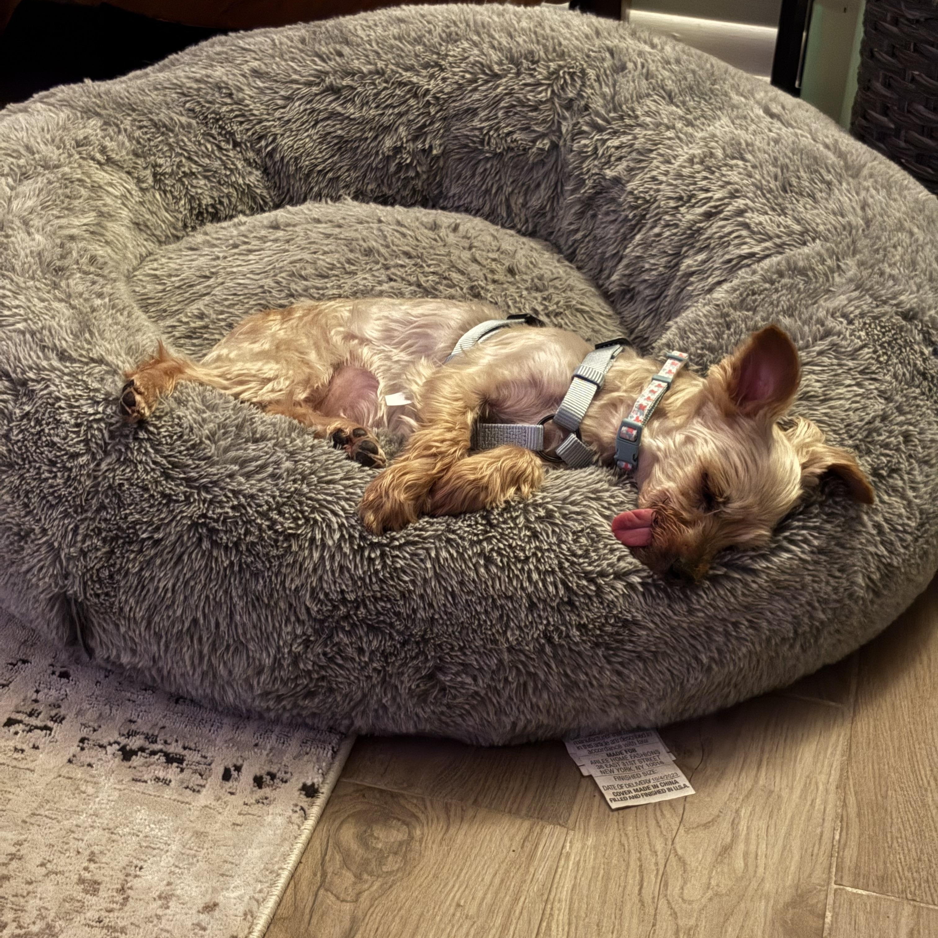 Enlarge Queen (Bonded with King), a Adoptable Yorkshire Terrier in Rockville, MD image 3/6