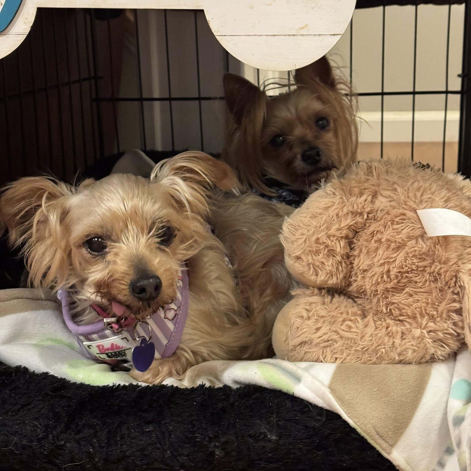 Enlarge Queen (Bonded with King), a Adoptable Yorkshire Terrier in Rockville, MD image 5/6