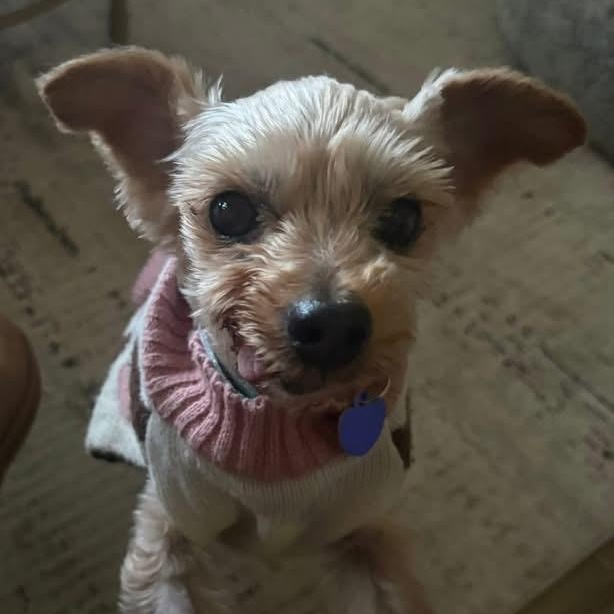 Enlarge Queen (Bonded with King), a Adoptable Yorkshire Terrier in Rockville, MD image 1/6