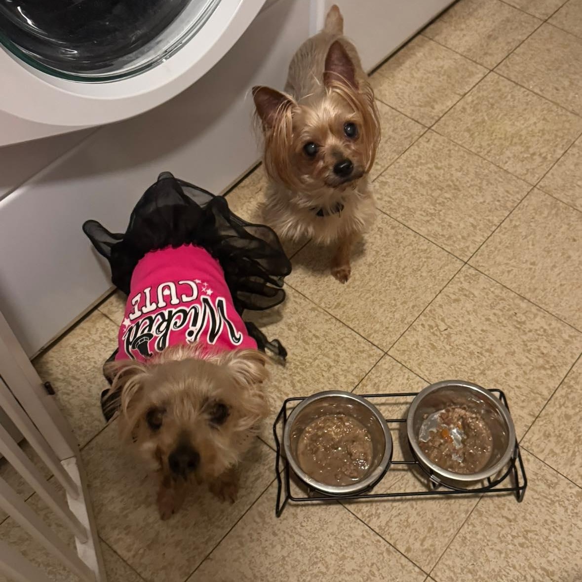 Enlarge Queen (Bonded with King), a Adoptable Yorkshire Terrier in Rockville, MD image 4/6