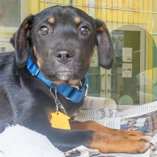 Enlarge IGLOO, a Adoptable mixed breed in St. Louis, MO image 1/1