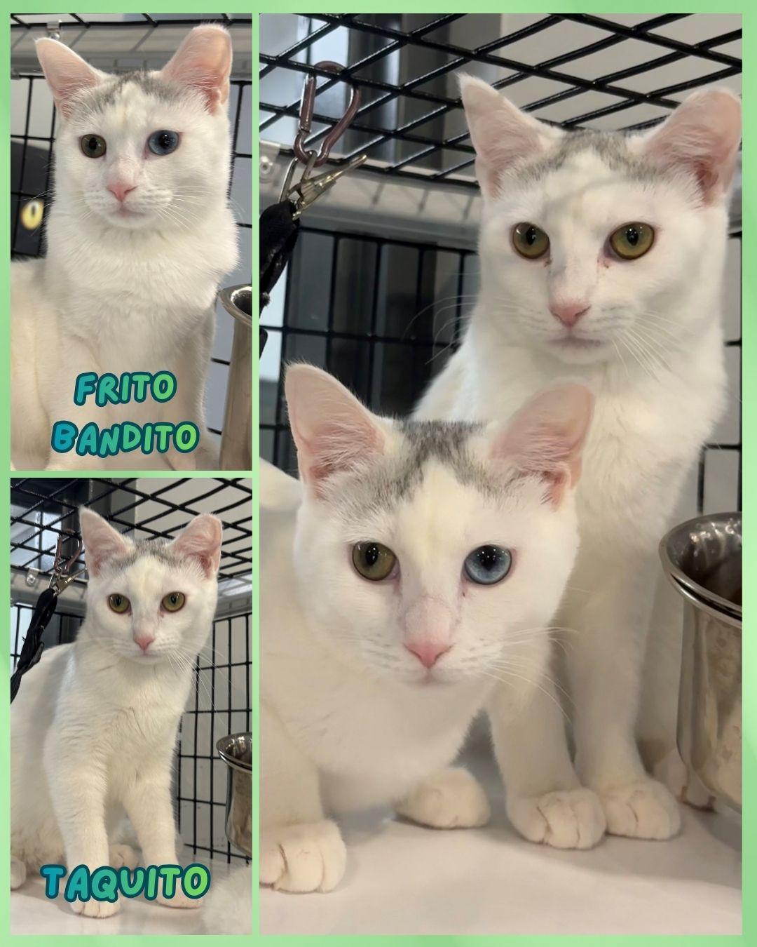 Frito Bandito & Taquito, adopted, Young Male Domestic Short Hair.