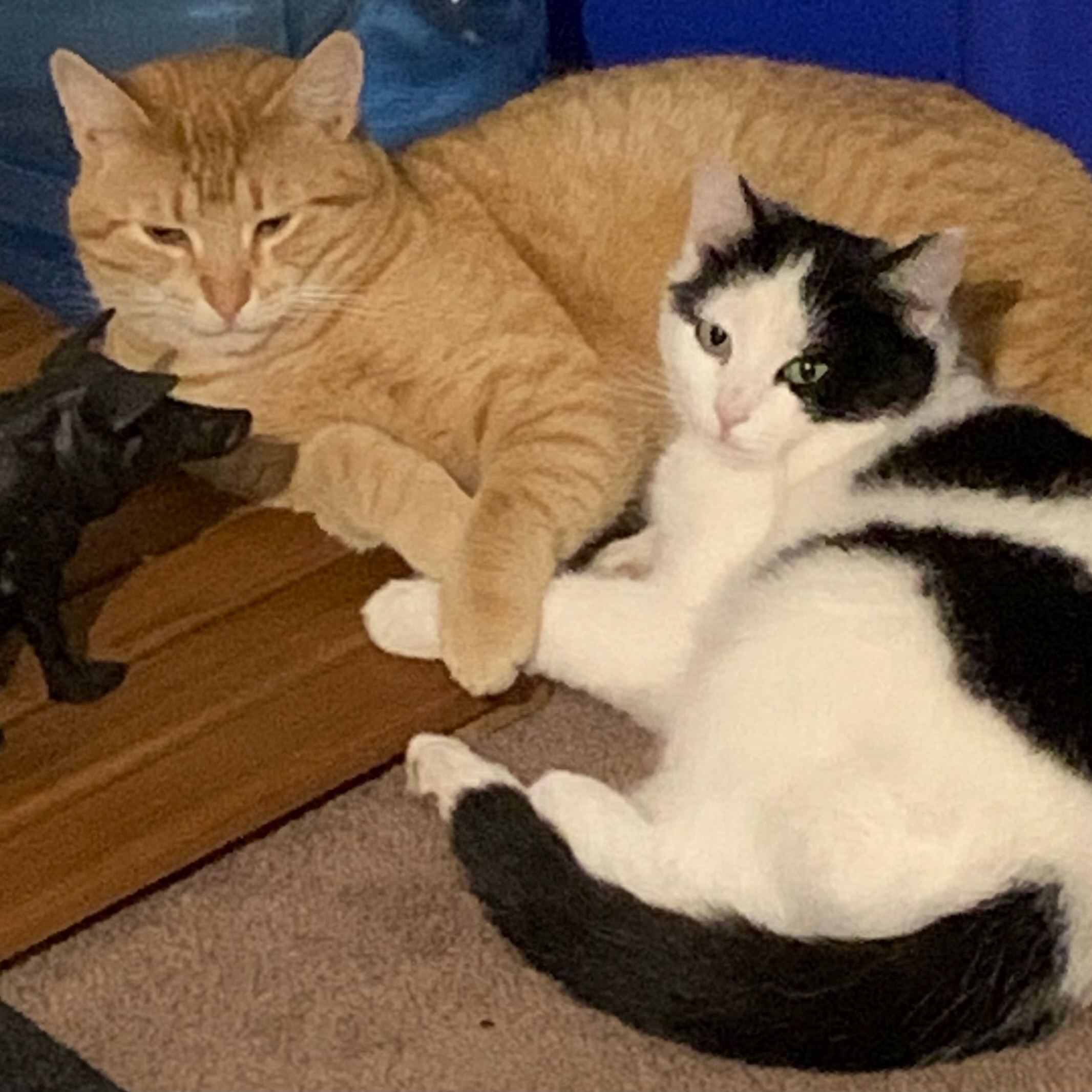 Enlarge Moo Moo & Mario (bonded pair), a Adopted Domestic Short Hair in Valparaiso, IN image 1/1