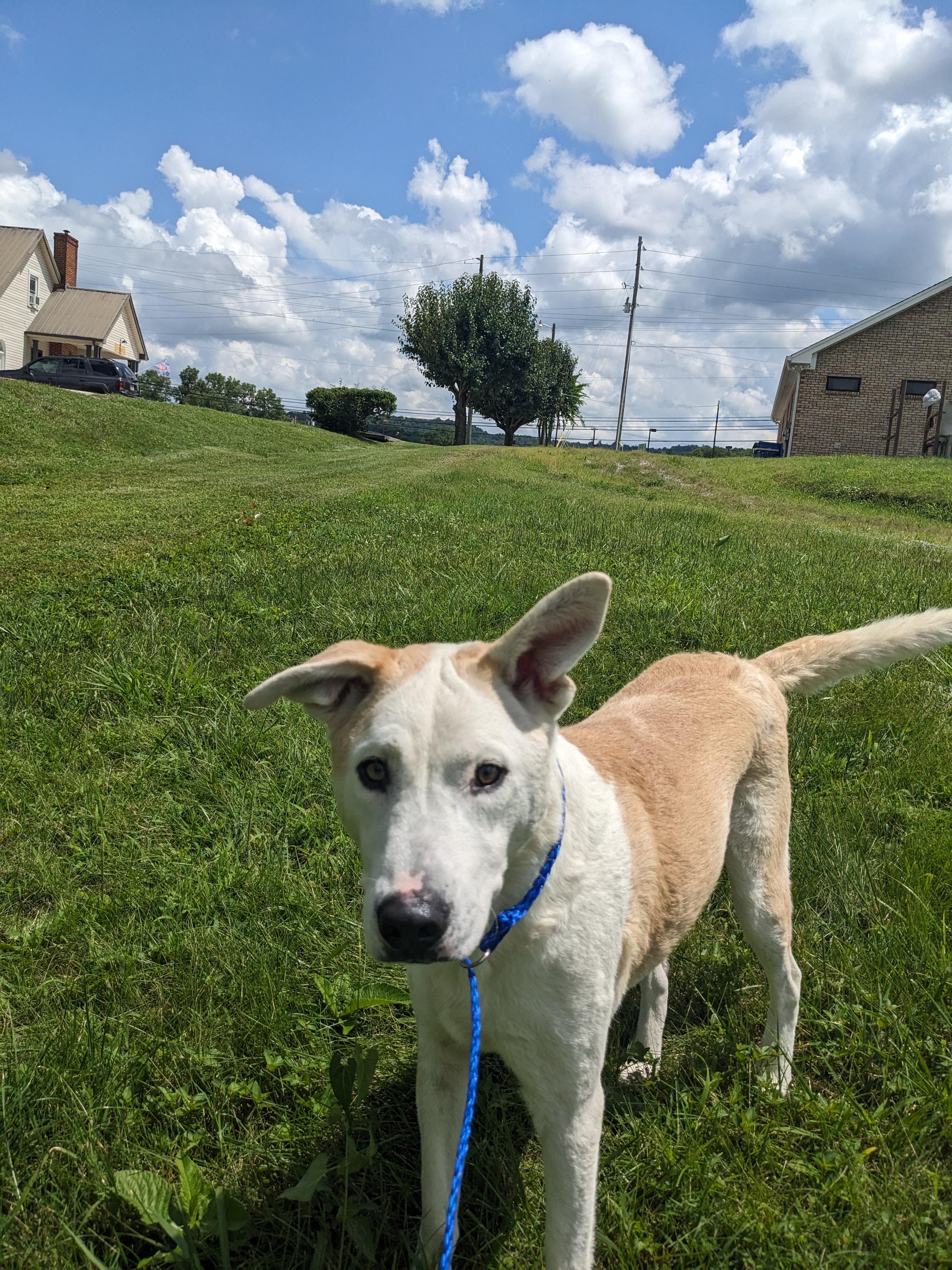 Buddy, a Adopted mixed breed in Dowelltown, TN image 1/3