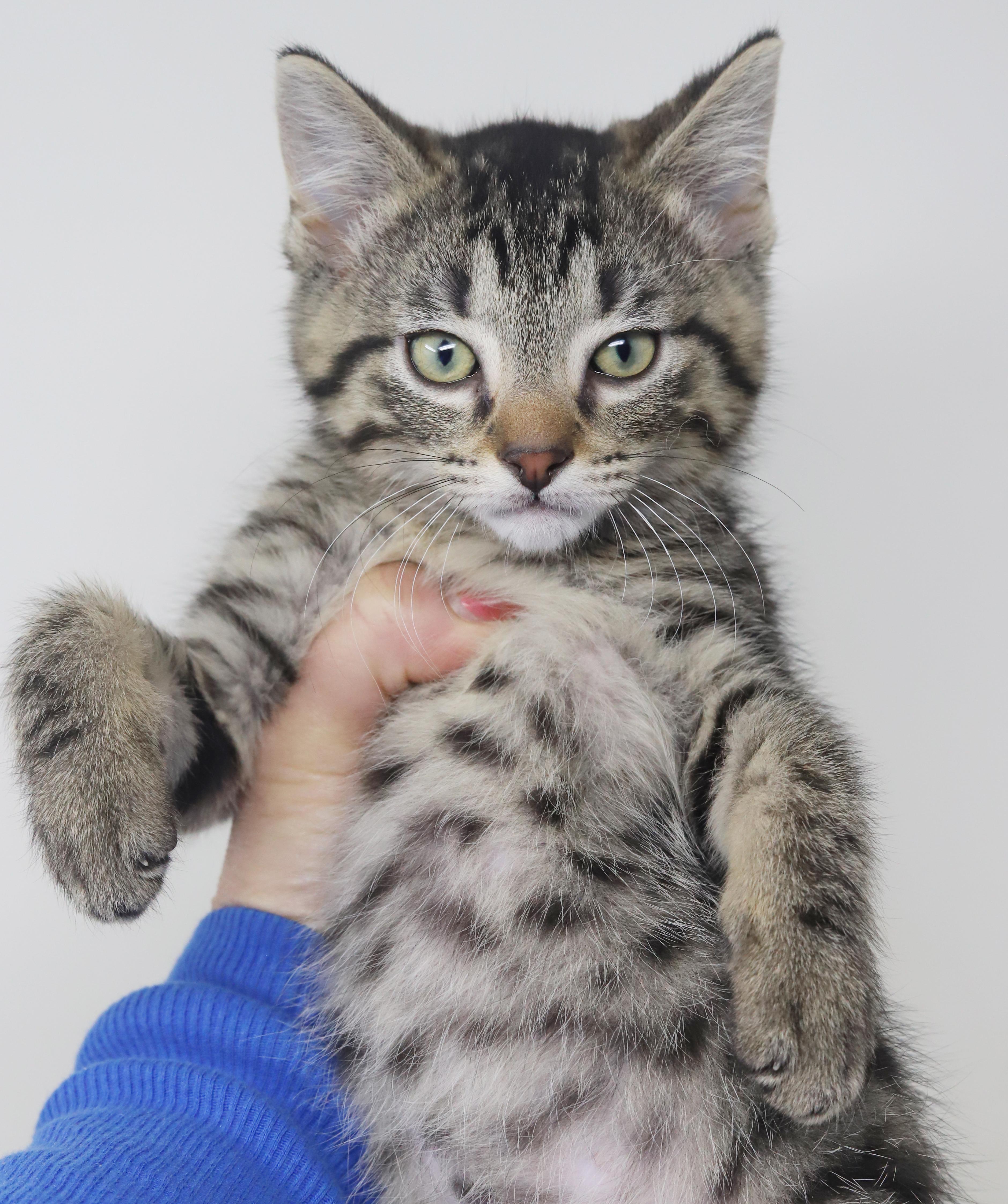 Pierogi- can he be any prettier or sweeter?!!