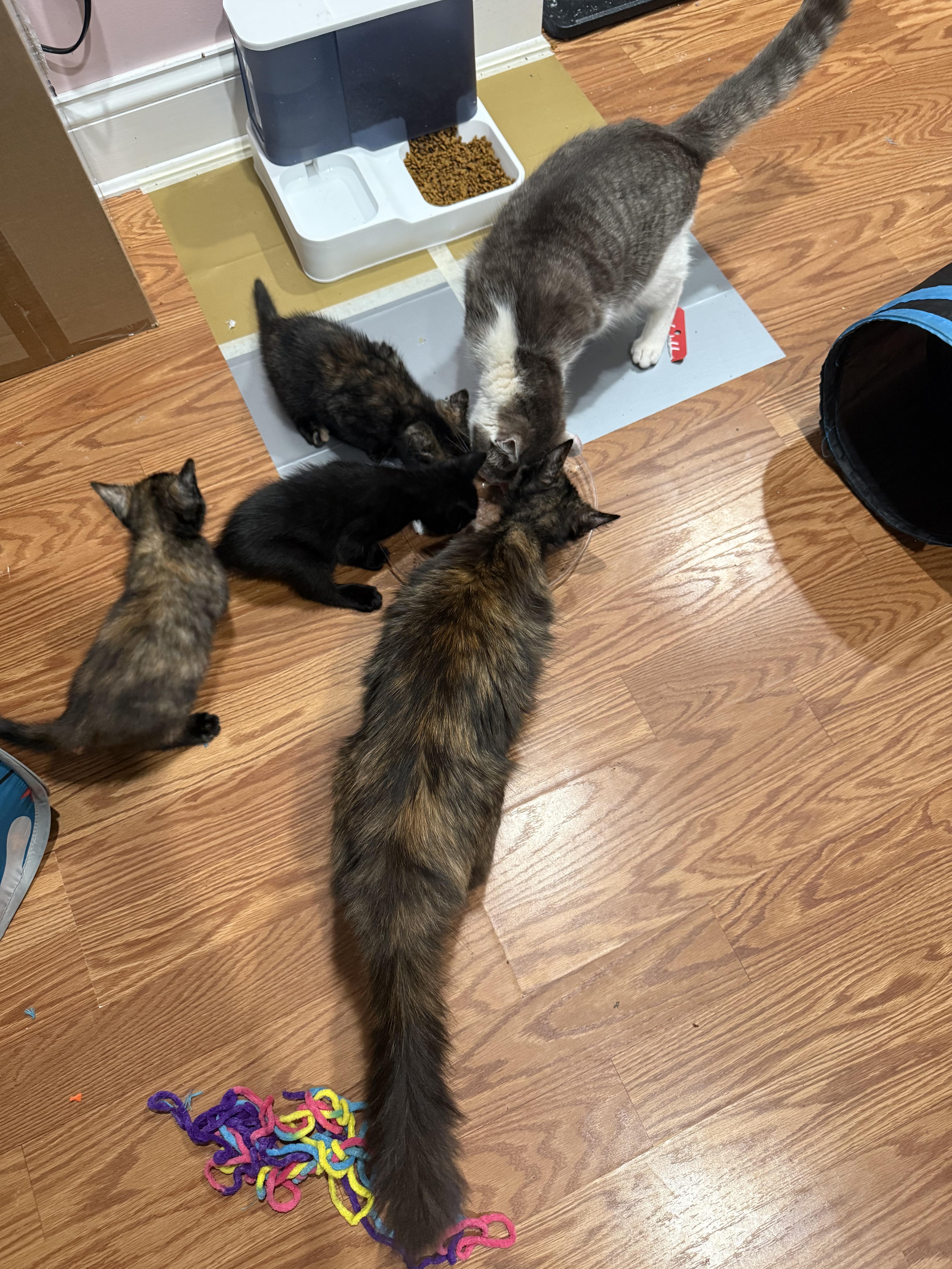 Hazel, a Adoptable Domestic Short Hair in Odenton, MD image 4/6