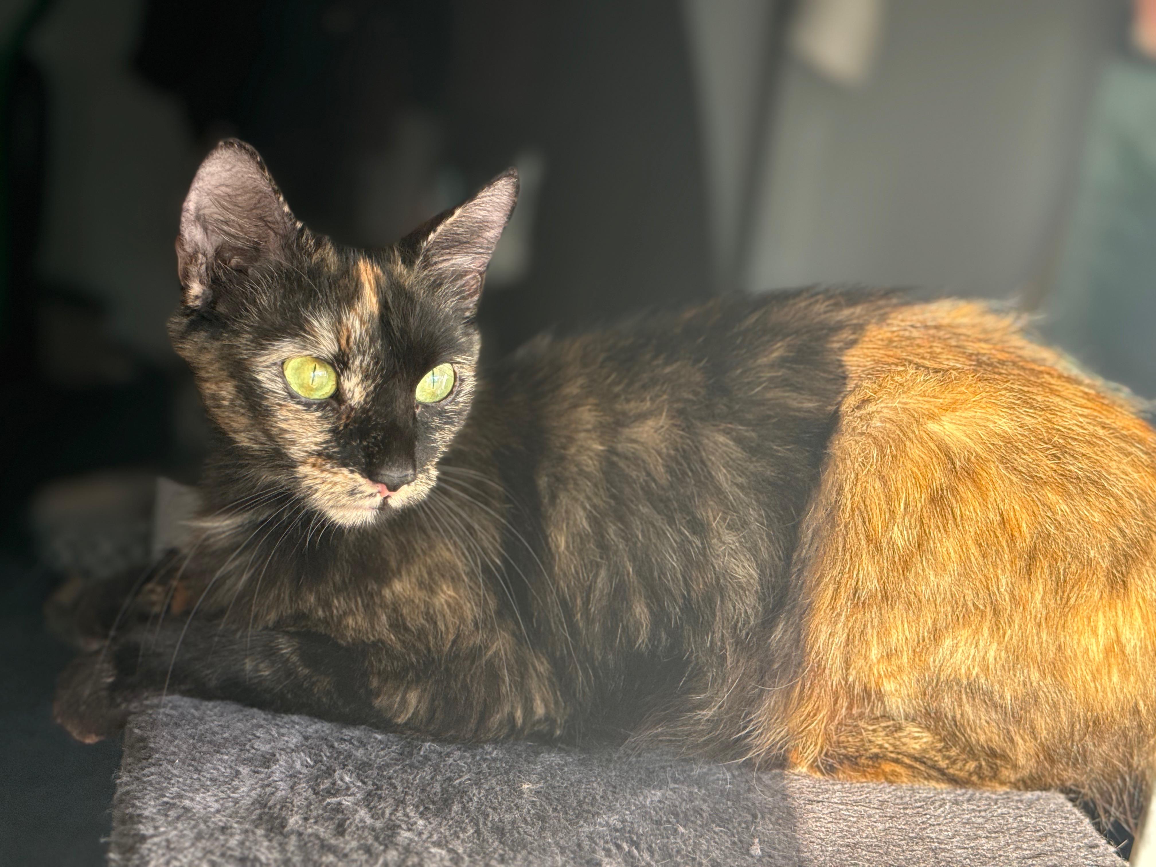 Hazel, a Adoptable Domestic Short Hair in Odenton, MD image 6/6