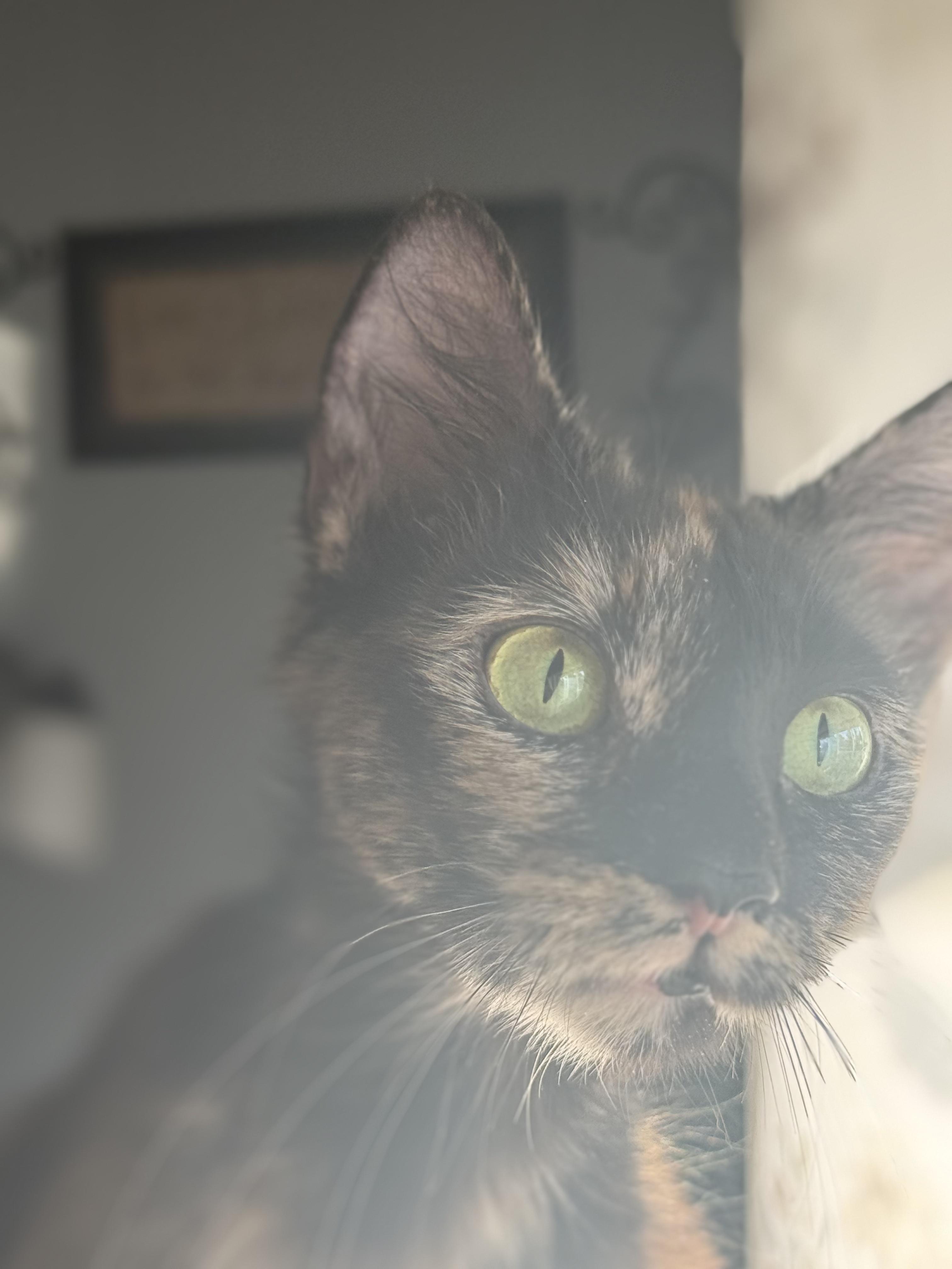 Hazel, a Adoptable Domestic Short Hair in Odenton, MD image 2/6