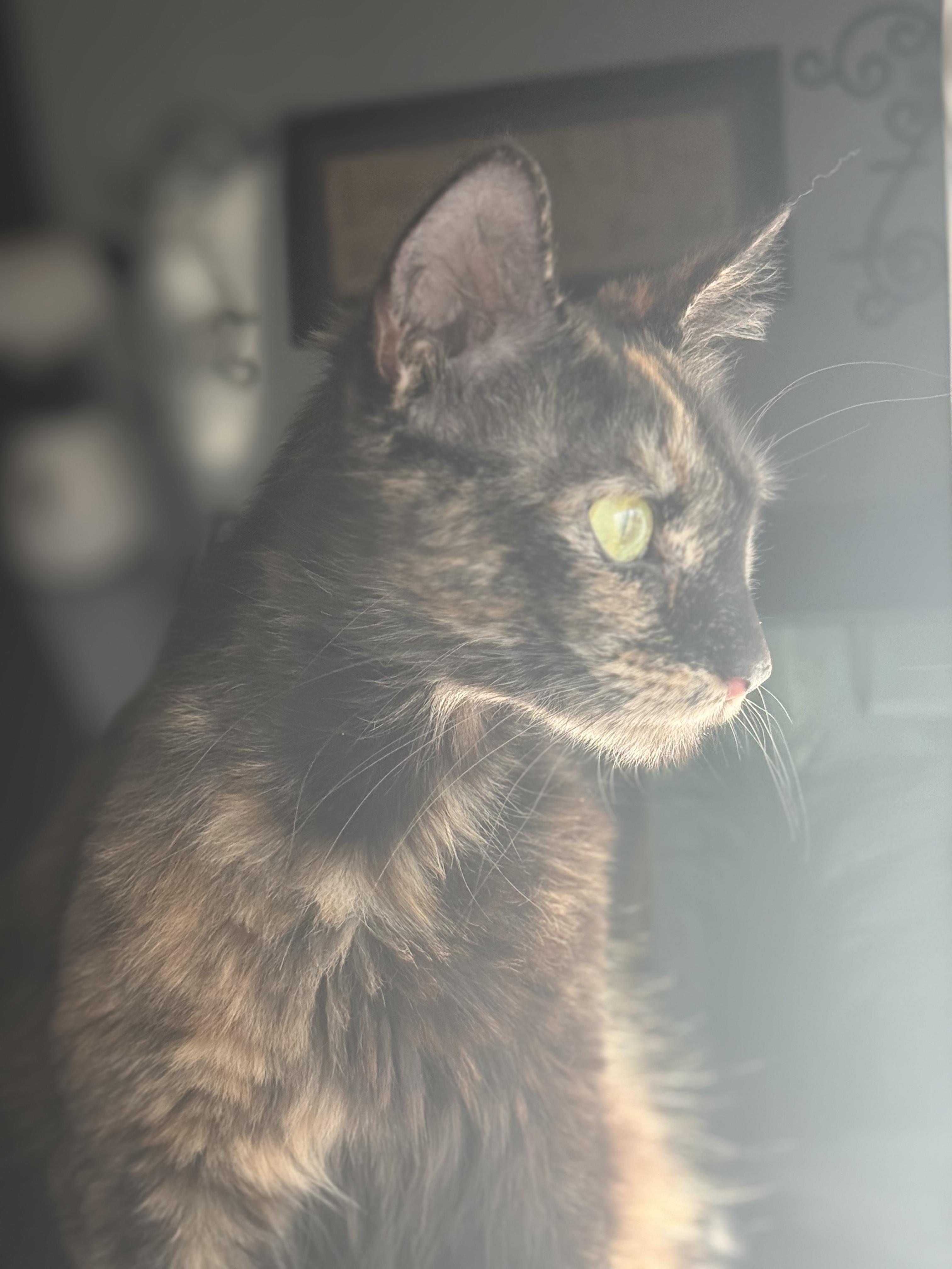 Hazel, Adoptable, Adult Female Domestic Short Hair.