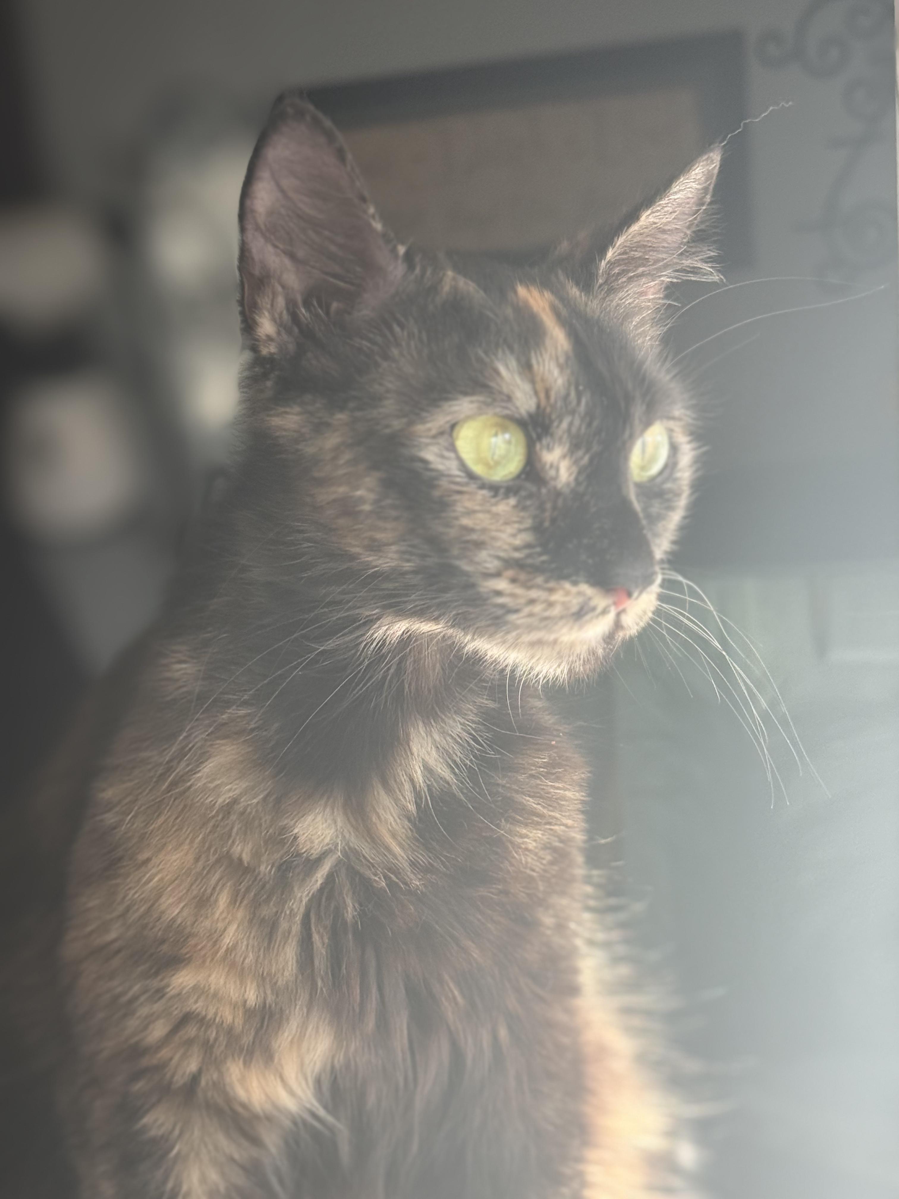 Hazel, a Adoptable Domestic Short Hair in Odenton, MD image 5/6