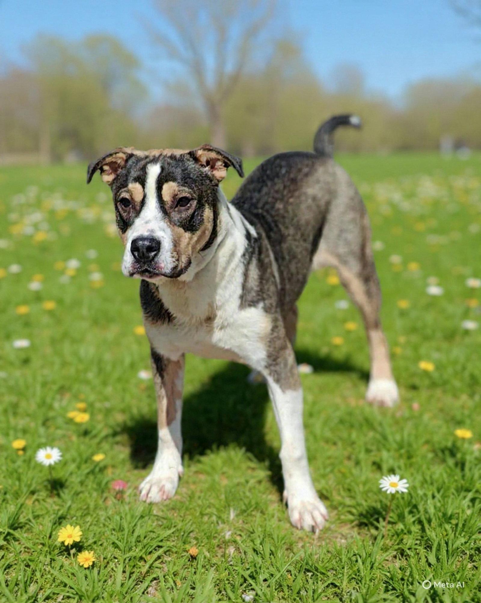 Marshall 26/092, Adoptable, Young Male Hound & American Bulldog.
