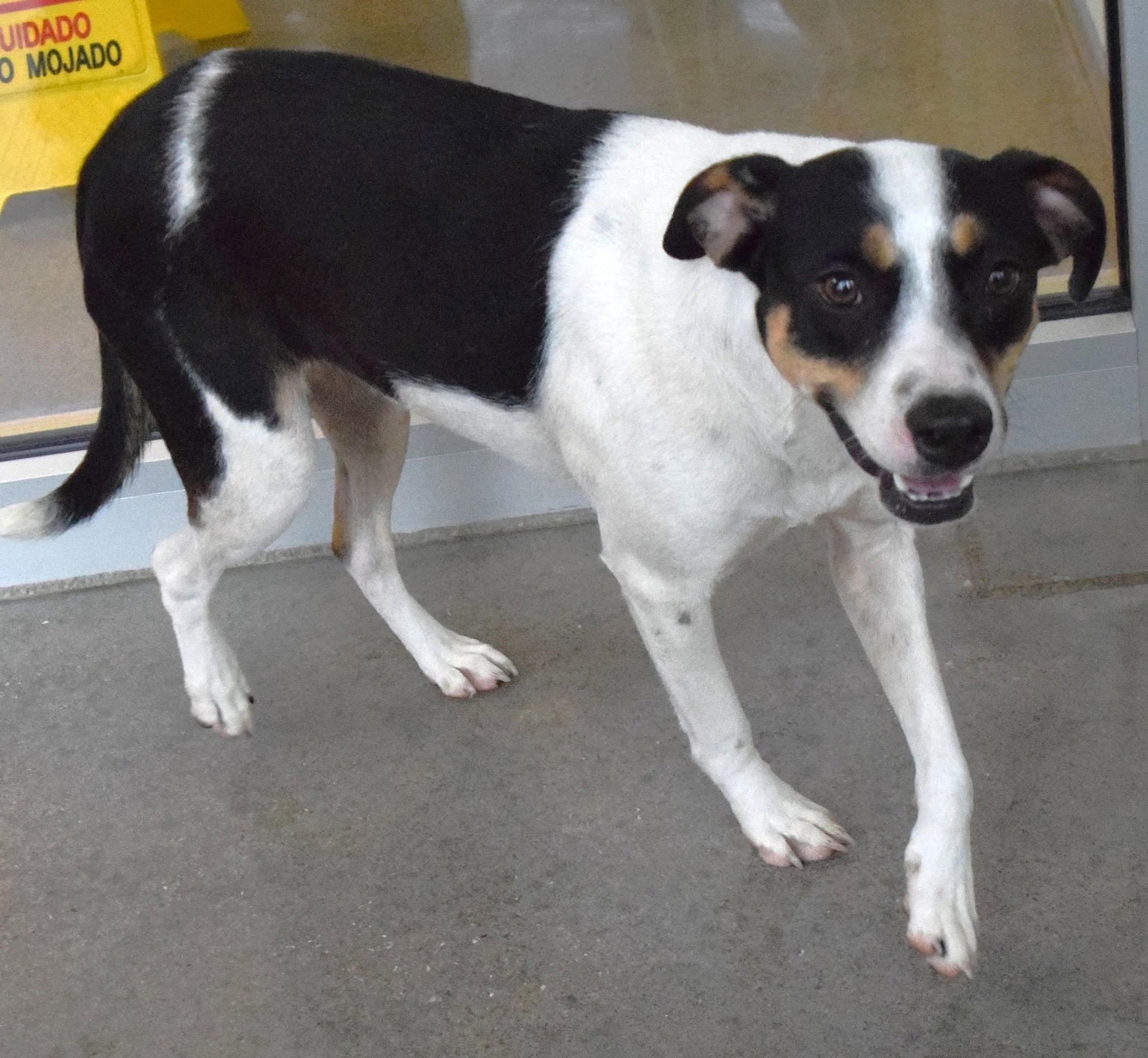 22384, ADOPTABLE, Adult Male Terrier.