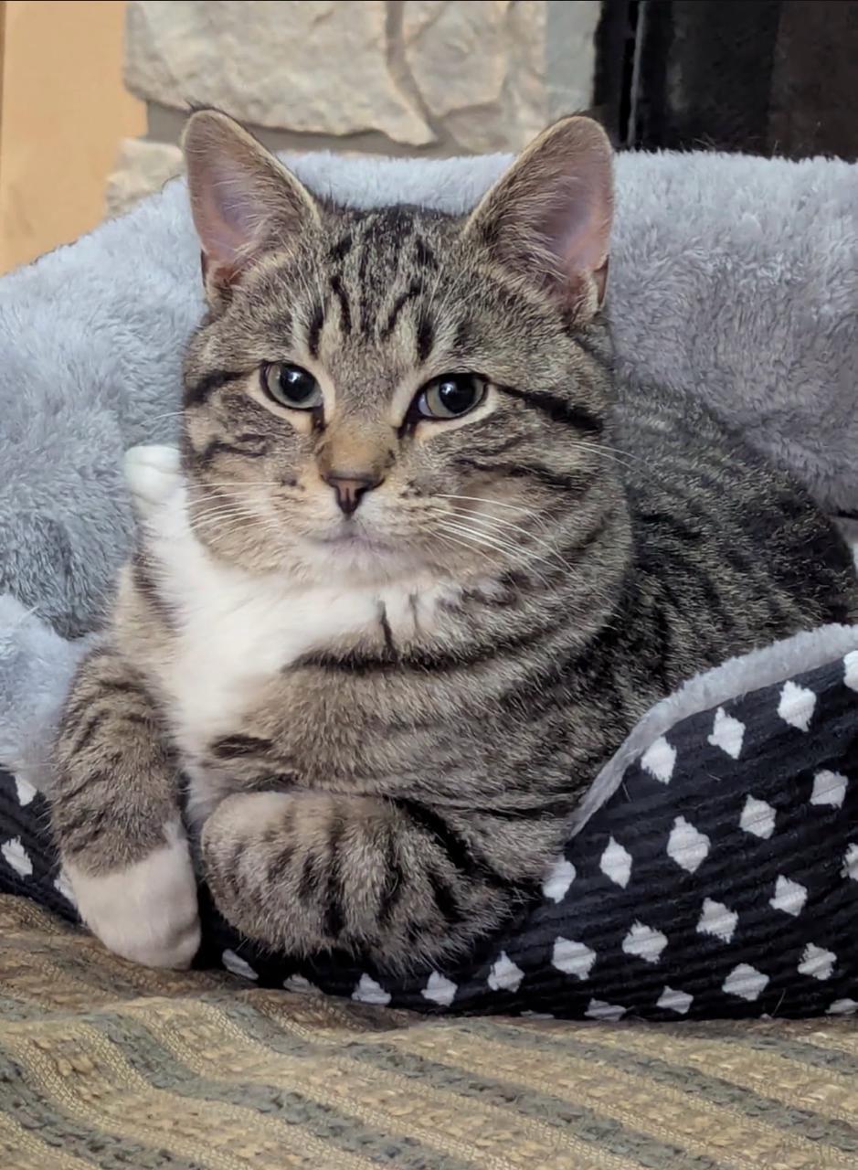 Enlarge Keaton, an adopted Domestic Short Hair in Decatur, IL image 4/5