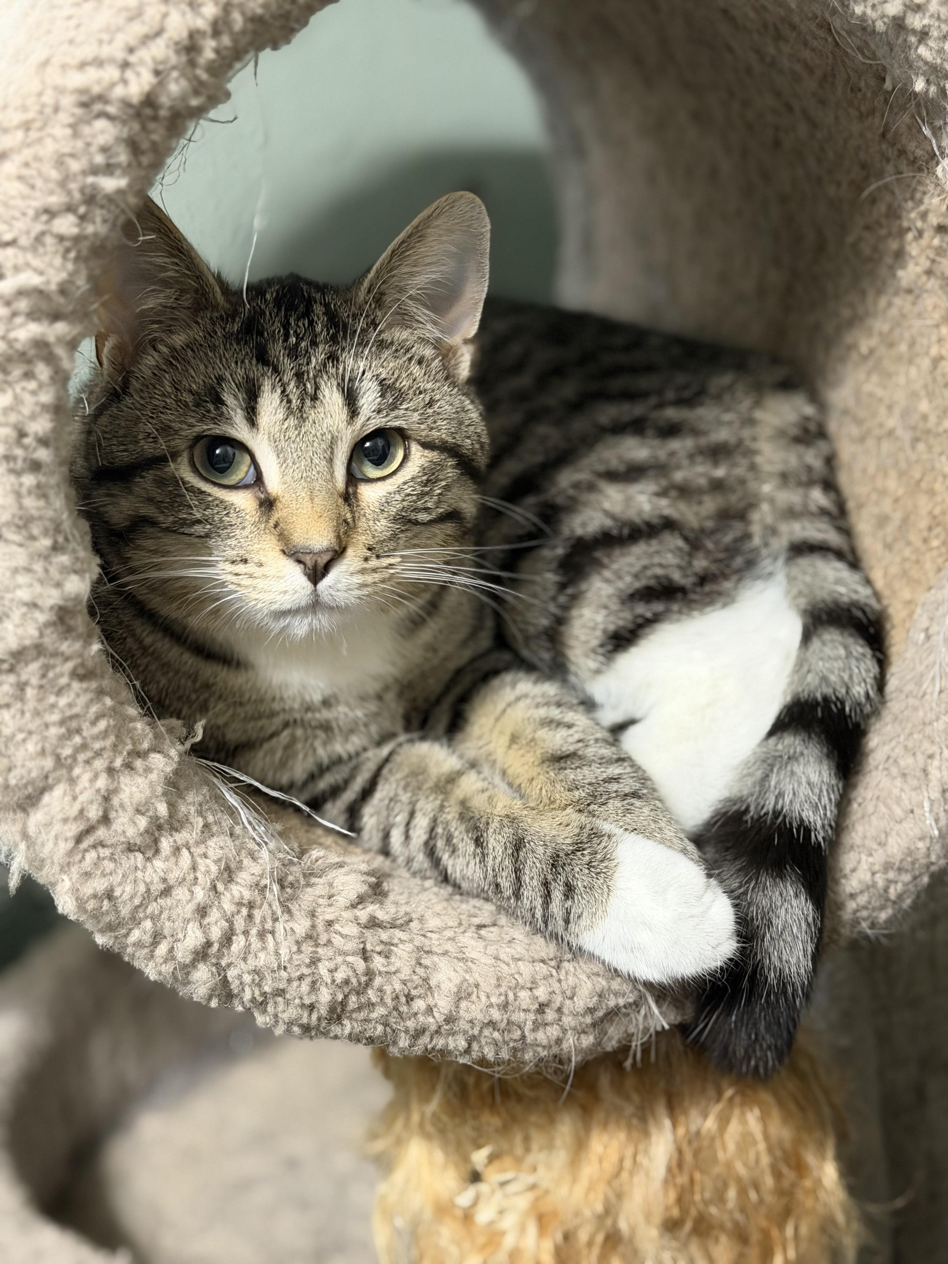 Keaton, adopted, Kitten Male Domestic Short Hair.