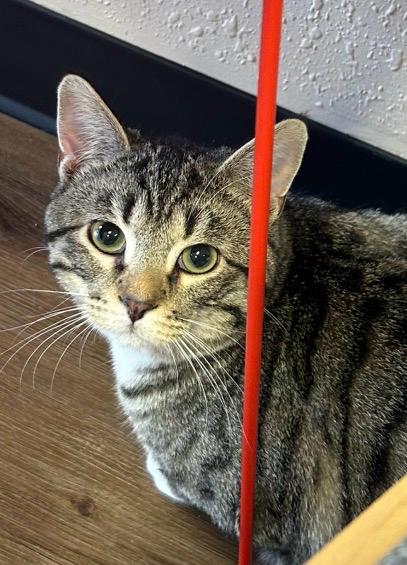 Enlarge Keaton, an adopted Domestic Short Hair in Decatur, IL image 2/5