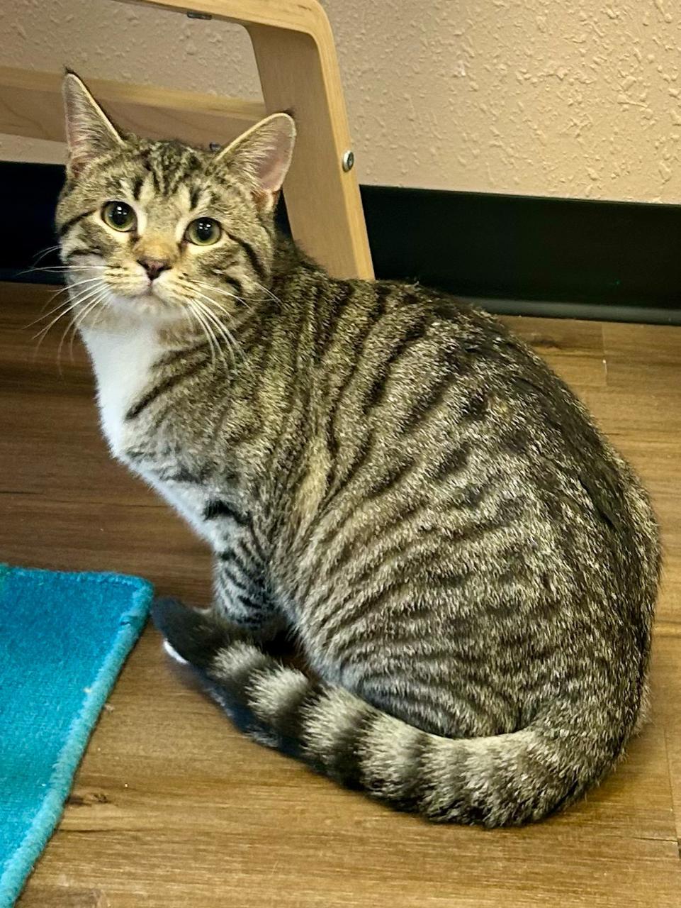 Enlarge Keaton, an adopted Domestic Short Hair in Decatur, IL image 3/5